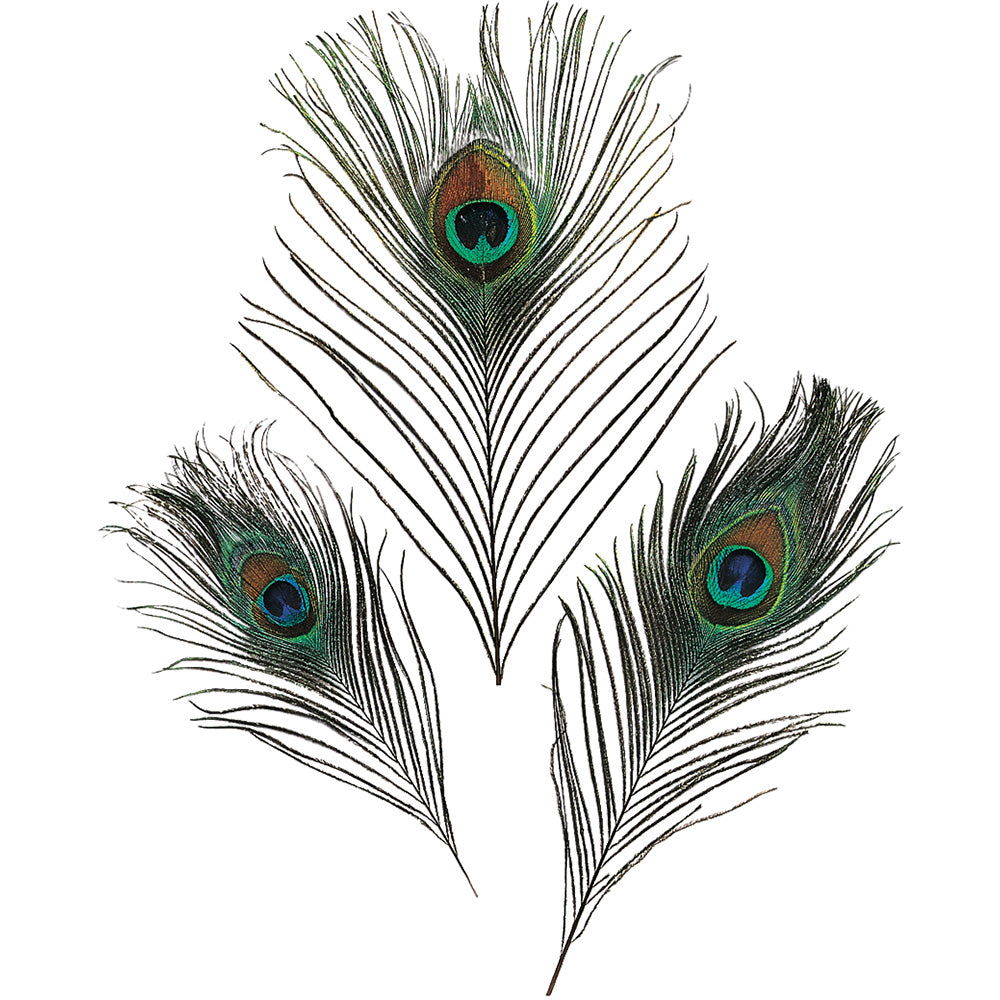 Knorr Peacock feathers 20cm, 3pcs