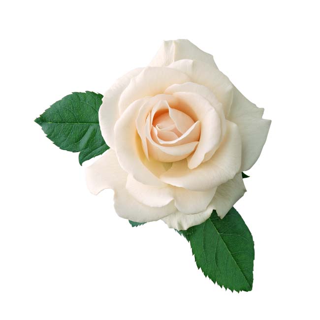 Ziepju aromāta eļļa 10ml roze