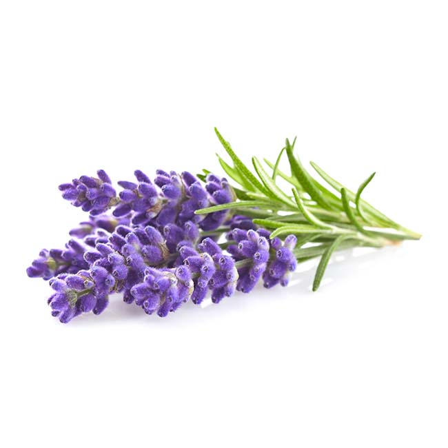 Sveču aromāta eļļa 10ml, lavanda